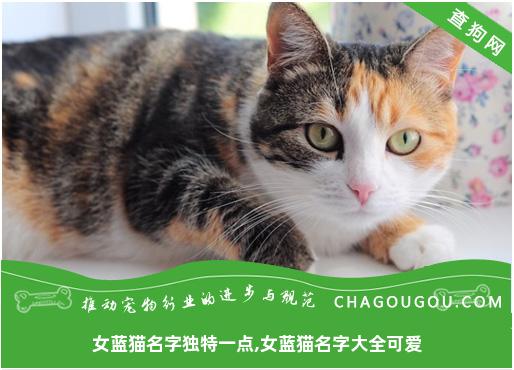 女蓝猫名字独特一点,女蓝猫名字大全可爱