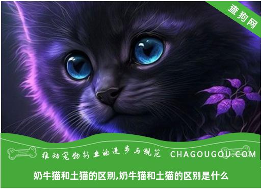 奶牛猫和土猫的区别,奶牛猫和土猫的区别是什么