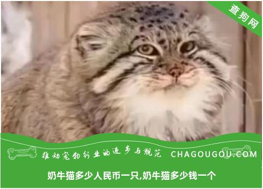 奶牛猫多少人民币一只,奶牛猫多少钱一个