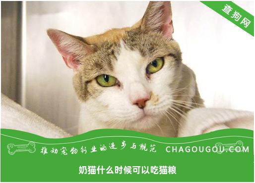 奶猫什么时候可以吃猫粮