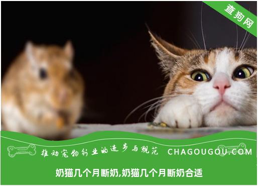 奶猫几个月断奶,奶猫几个月断奶合适