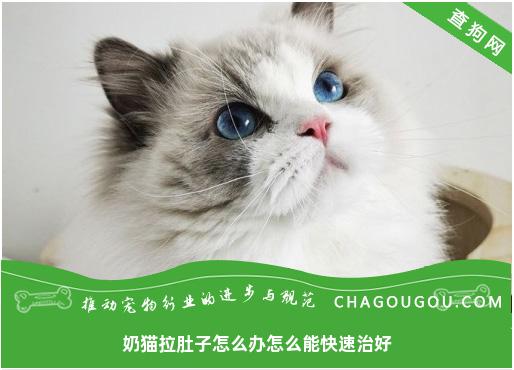 奶猫拉肚子怎么办怎么能快速治好