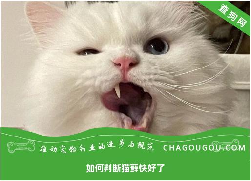 如何判断猫藓快好了