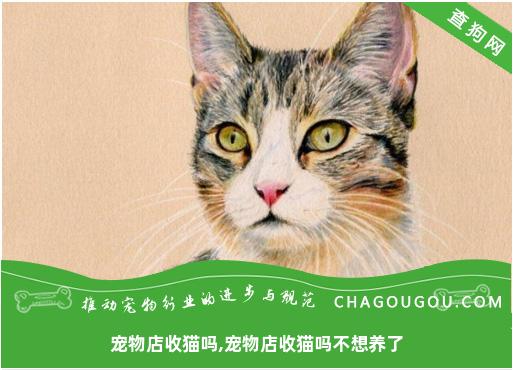 宠物店收猫吗,宠物店收猫吗不想养了