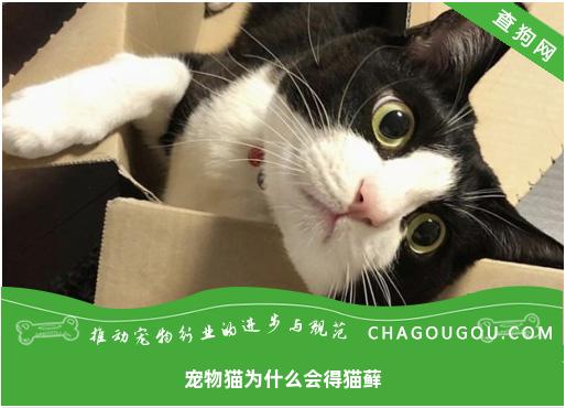 宠物猫为什么会得猫藓