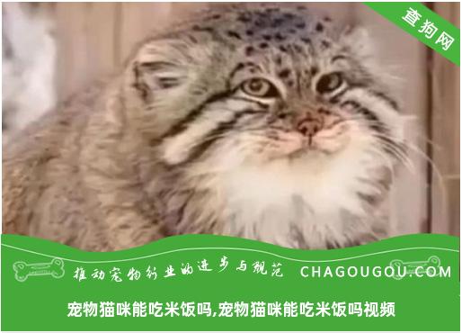 宠物猫咪能吃米饭吗,宠物猫咪能吃米饭吗视频