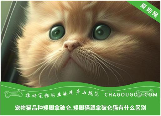 宠物猫品种矮脚拿破仑,矮脚猫跟拿破仑猫有什么区别