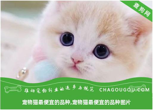 宠物猫最便宜的品种,宠物猫最便宜的品种图片