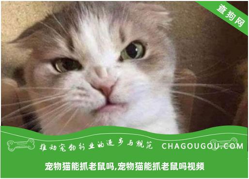 宠物猫能抓老鼠吗,宠物猫能抓老鼠吗视频