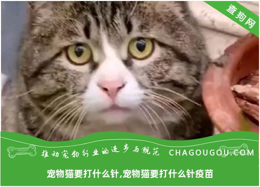 宠物猫要打什么针,宠物猫要打什么针疫苗