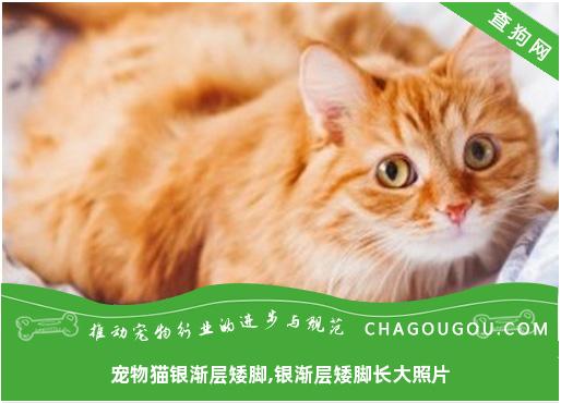 宠物猫银渐层矮脚,银渐层矮脚长大照片