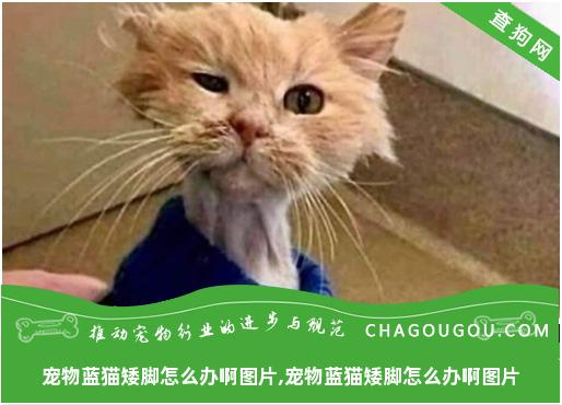 宠物蓝猫矮脚怎么办啊图片,宠物蓝猫矮脚怎么办啊图片