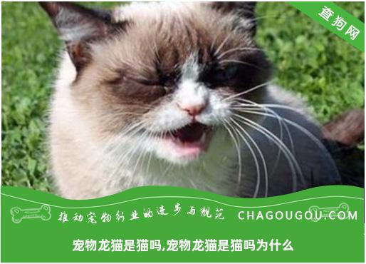 宠物龙猫是猫吗,宠物龙猫是猫吗为什么