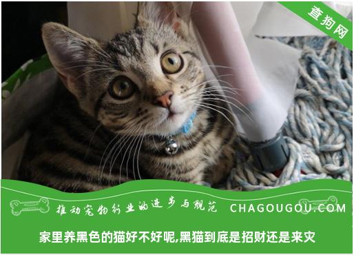 家里养黑色的猫好不好呢,黑猫到底是招财还是来灾