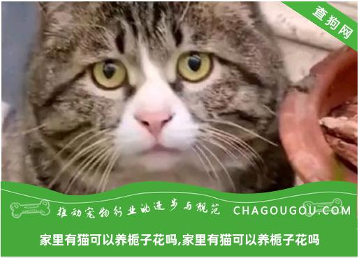 家里有猫可以养栀子花吗,家里有猫可以养栀子花吗