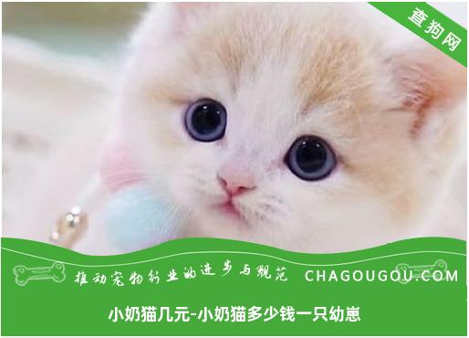 小奶猫几元-小奶猫多少钱一只幼崽