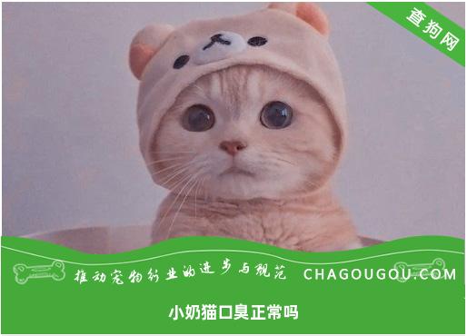 小奶猫口臭正常吗