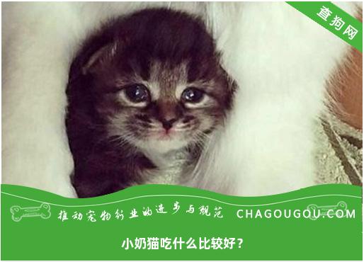 小奶猫吃什么比较好？