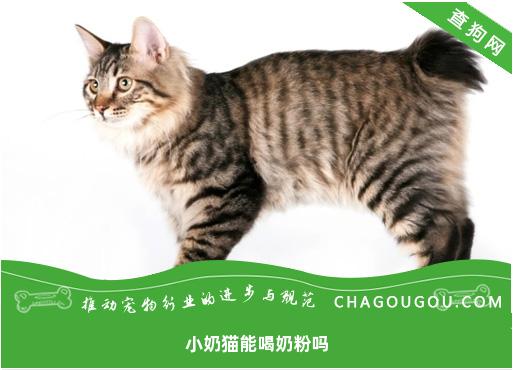 小奶猫能喝奶粉吗