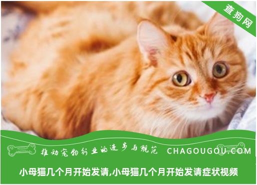 小母猫几个月开始发请,小母猫几个月开始发请症状视频