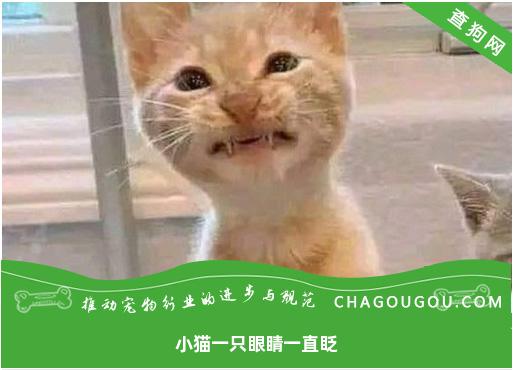 小猫一只眼睛一直眨