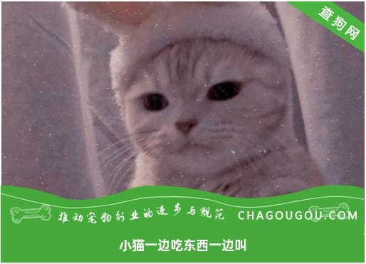 小猫一边吃东西一边叫