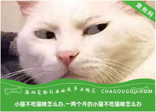 小猫不吃猫粮怎么办,一两个月的小猫不吃猫粮怎么办