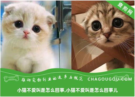 小猫不爱叫是怎么回事,小猫不爱叫是怎么回事儿