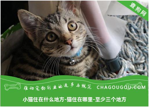 小猫住在什么地方-猫住在哪里-至少三个地方