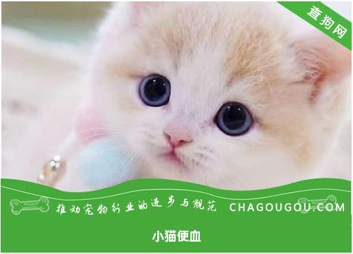 小猫便血