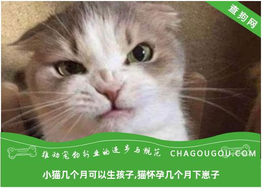 小猫几个月可以生孩子,猫怀孕几个月下崽子