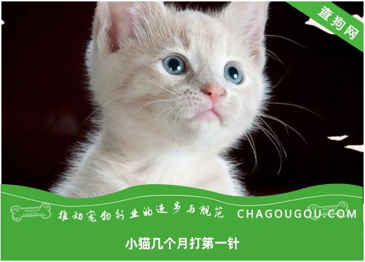 小猫几个月打第一针