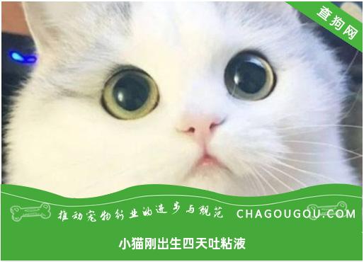 小猫刚出生四天吐粘液