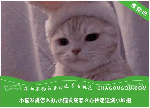 小猫发烧怎么办,小猫发烧怎么办快速退烧小妙招