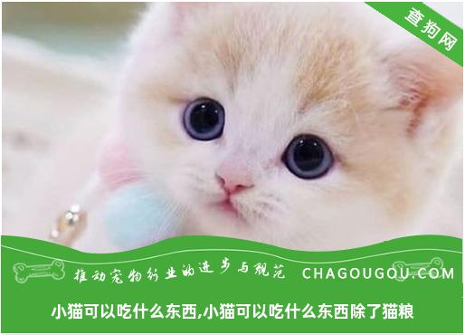 小猫可以吃什么东西,小猫可以吃什么东西除了猫粮