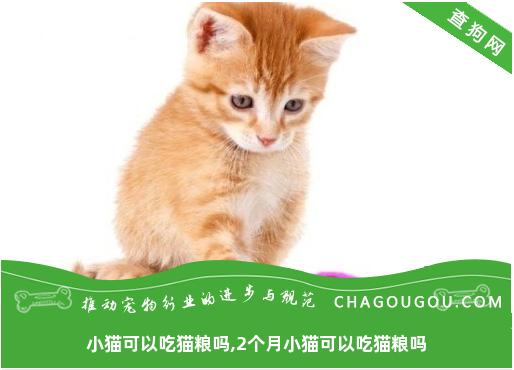 小猫可以吃猫粮吗,2个月小猫可以吃猫粮吗