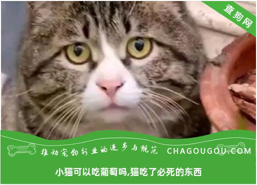 小猫可以吃葡萄吗,猫吃了必死的东西