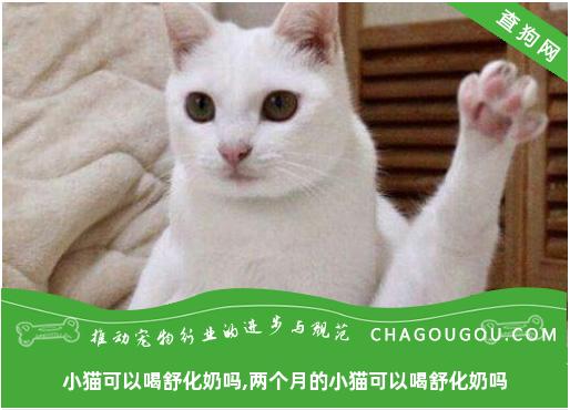 小猫可以喝舒化奶吗,两个月的小猫可以喝舒化奶吗