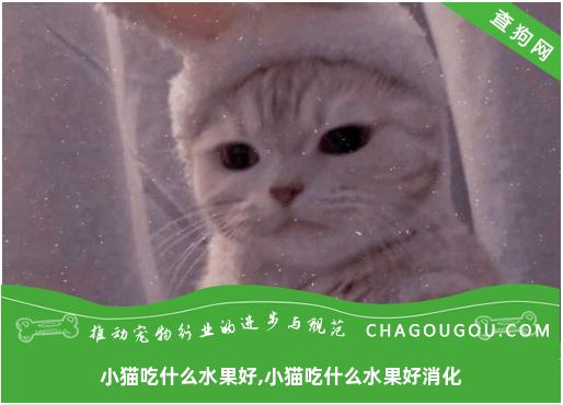 小猫吃什么水果好,小猫吃什么水果好消化