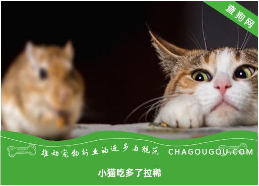 小猫吃多了拉稀