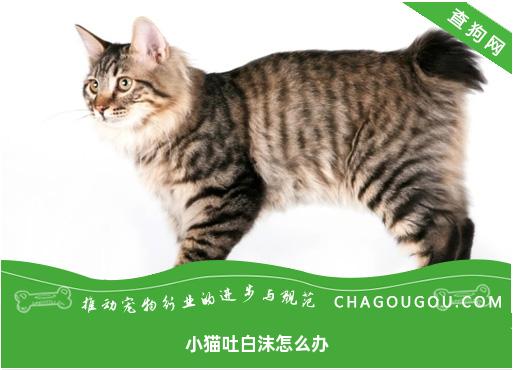 小猫吐白沫怎么办