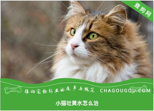 小猫吐黄水怎么治