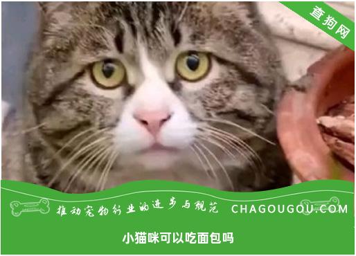 小猫咪可以吃面包吗