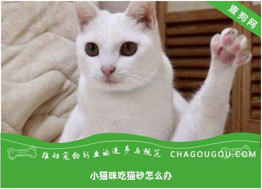 小猫咪吃猫砂怎么办