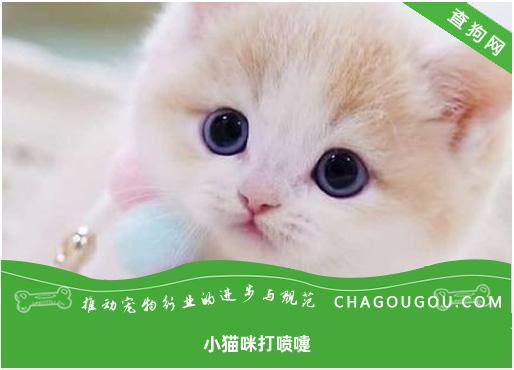 小猫咪打喷嚏