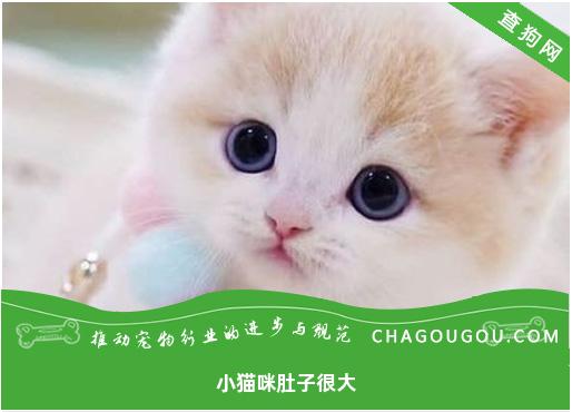 小猫咪肚子很大