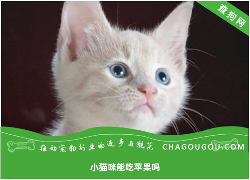 小猫咪能吃苹果吗