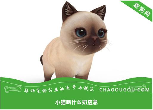 小猫喝什么奶应急