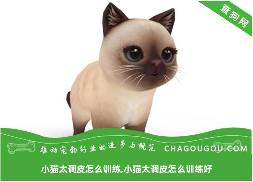 小猫太调皮怎么训练,小猫太调皮怎么训练好