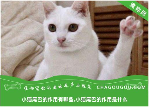 小猫尾巴的作用有哪些,小猫尾巴的作用是什么